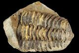 Fossil Calymene Trilobite Nodule - Morocco #106624-2